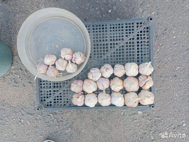 Яровой чеснок