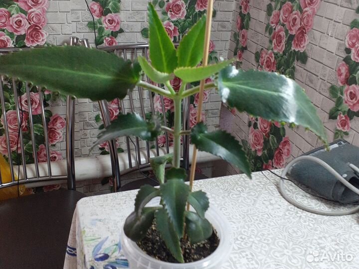 Алоэ столетник лечебный,калонхое, толстянка