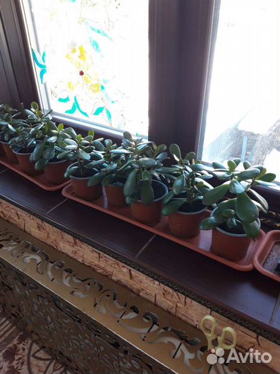 Толстянка.денежное дерево