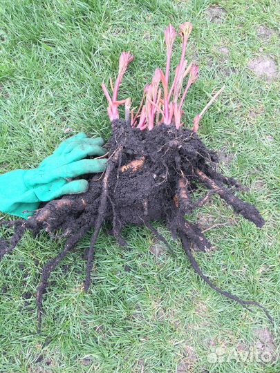 Саженцы пионов морозостойких