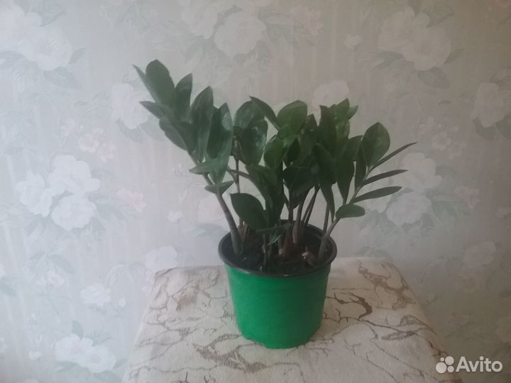 Комнатные растения