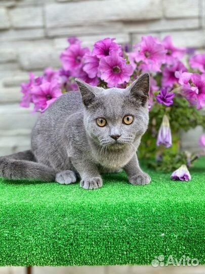 Плюшевый шотландский котик