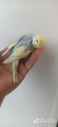 Птенцы волнистый попугай