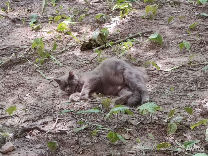 Рыжик ждёт своего человека