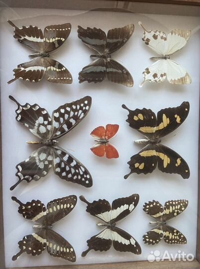 Засушенные бабочки Папилио
