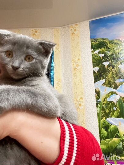 Кошечка породы шотландская вислаухая