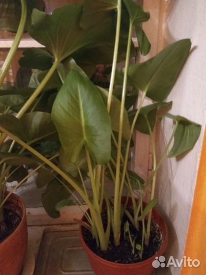 Калла (Зантедесхия Эфиопская)