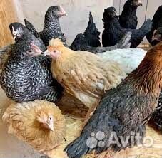 Куры молодки несушки