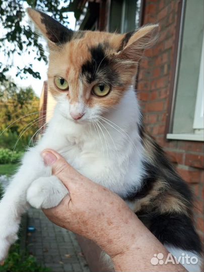 Кошка в дар бесплатно