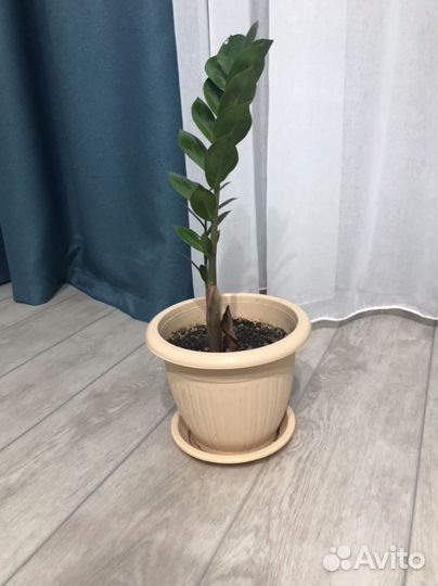 Замиокулькас