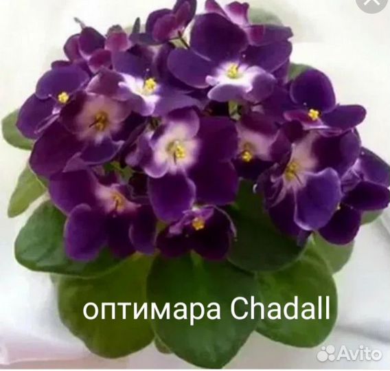 Фиалки