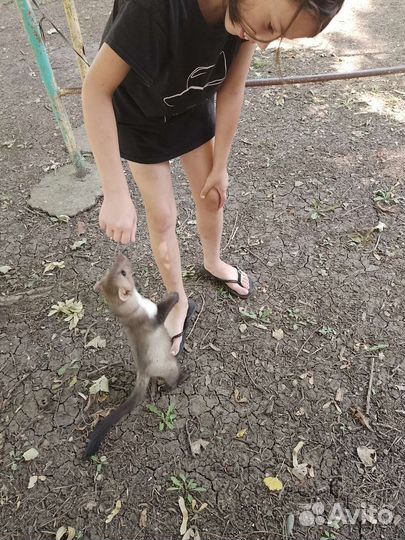 Куница живая