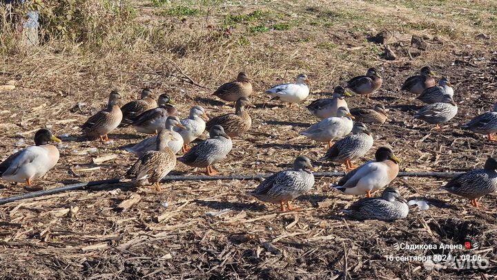 Цветная кряква