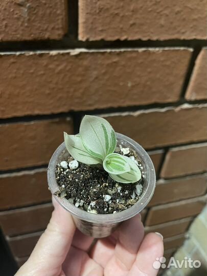 Традесканция ivory hill