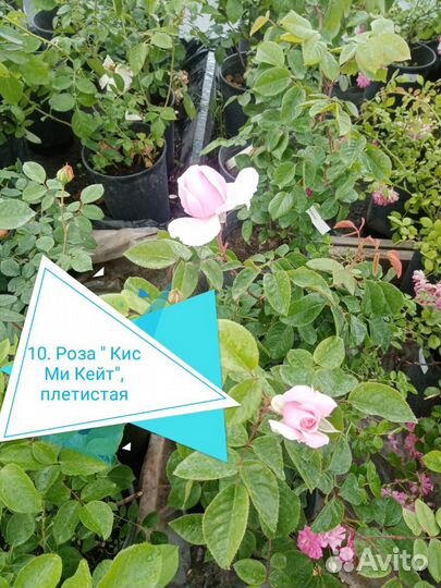 Роза саженцы от производителя