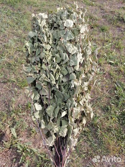 Березовые Веники для бани