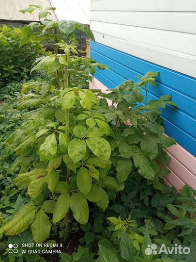 Элеутерококк