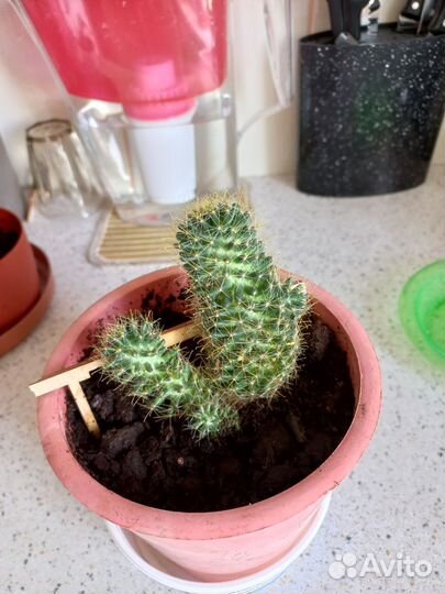 Кактусы и суккуленты