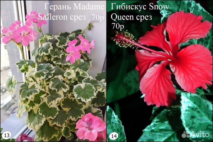 Алламанда филодендрон монстера