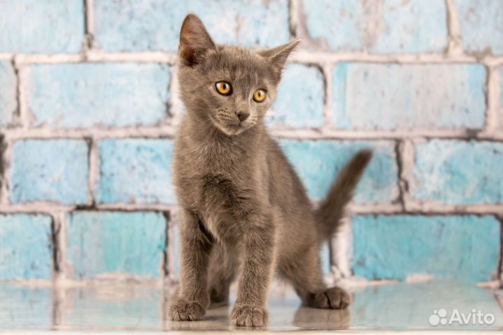 Котёнок дымчатый 2,5 мес