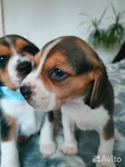 Щенки бигль