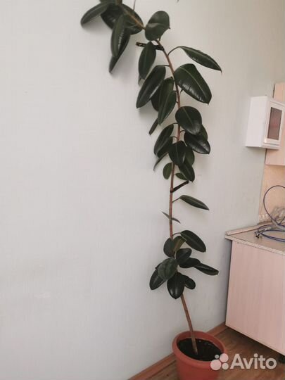 Фикус большой