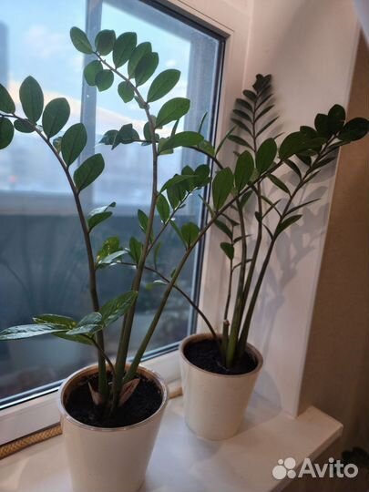 Замиокулькас