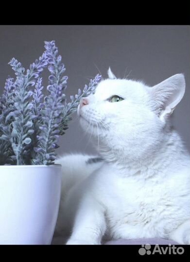 Котик из приюта