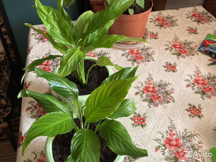 Спатифиллум