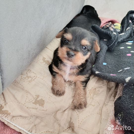 Той-терьер щенки