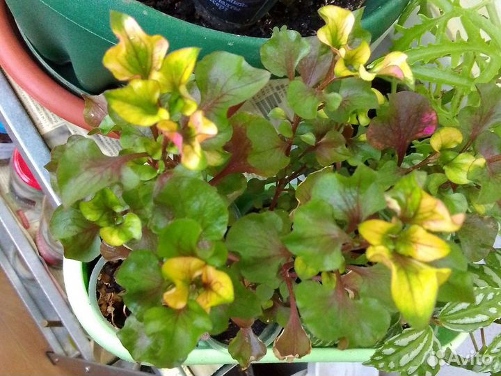 Альтернантера