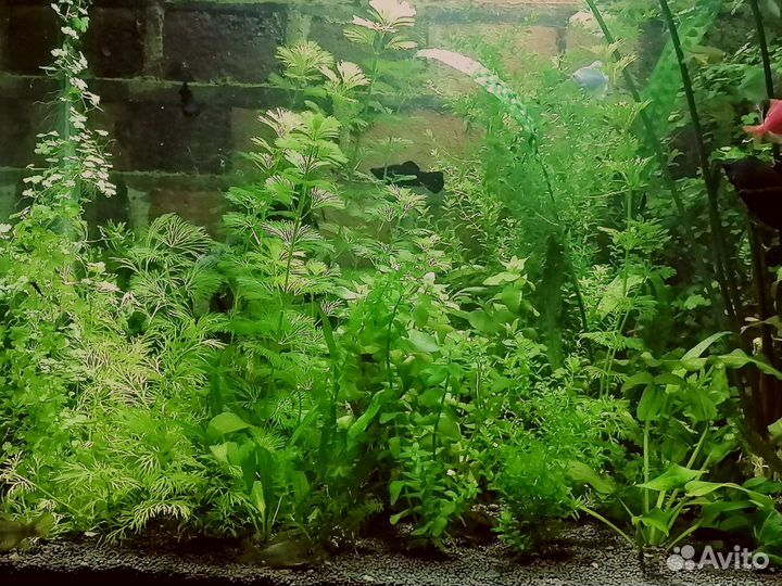 Рыбки. Растения. Креветки. Улитки