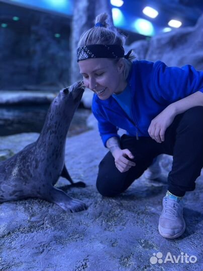 Кинолог Дрессировка Воспитание собак