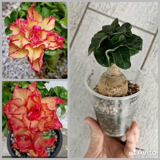 Махровые мини адениумы