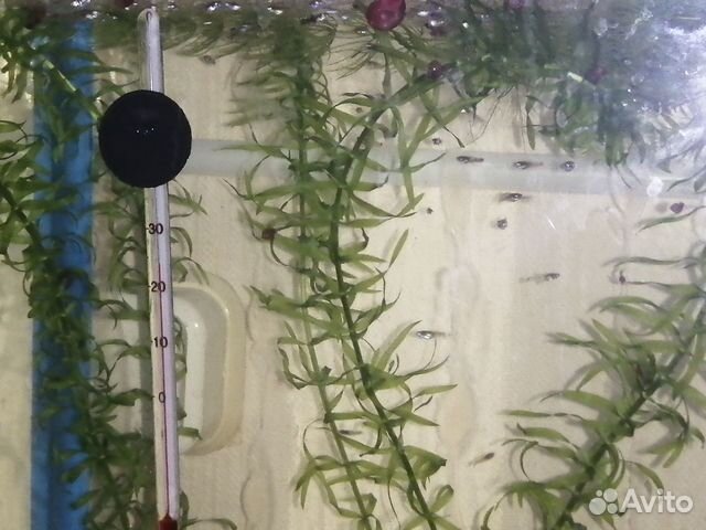 Гуппи, мальки гуппи, водоросли, акция