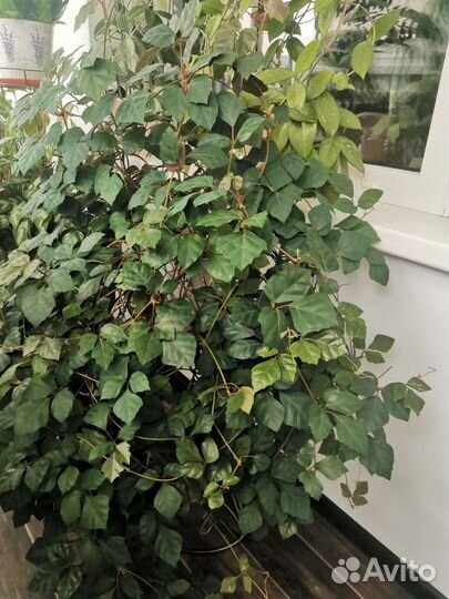 Циссус, кактус