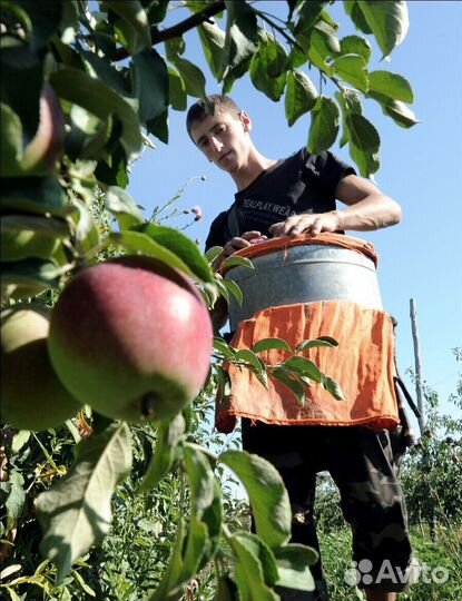 Сборщик яблок. Вахта