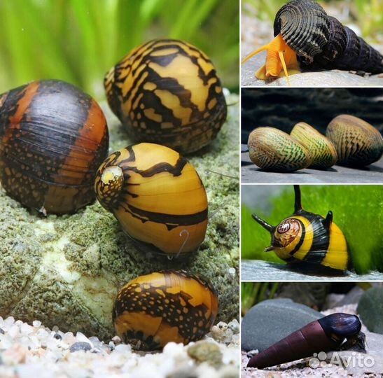 Аквариумные рыбки, креветки, улитки, рептилии