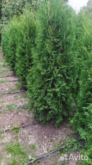 Туя колумна