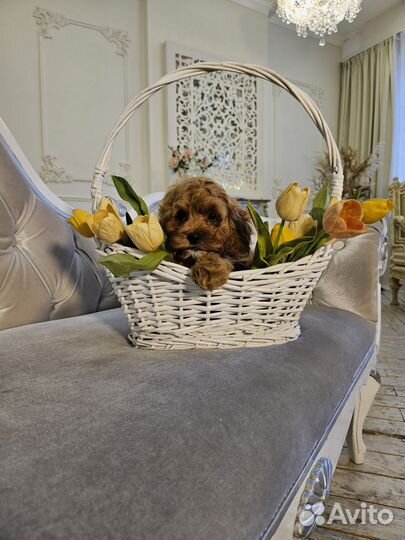 Щенки кавапу