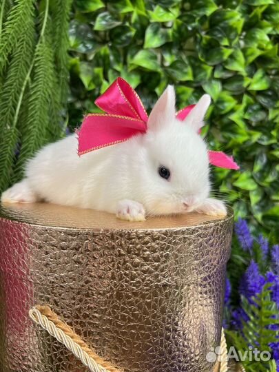 Мини кролики ручные