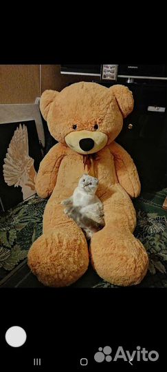 Плюшевый медведь свежий