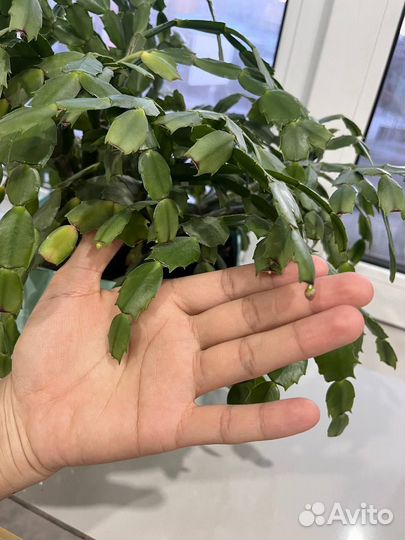 Цветок декабрист