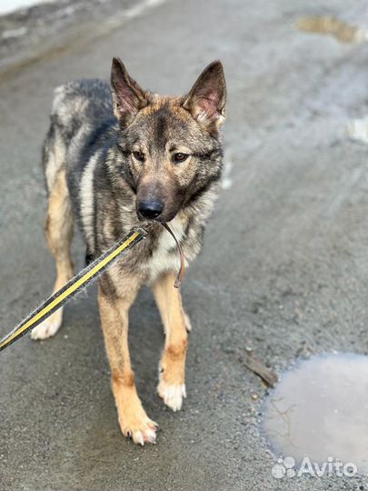 Собака в добрые руки