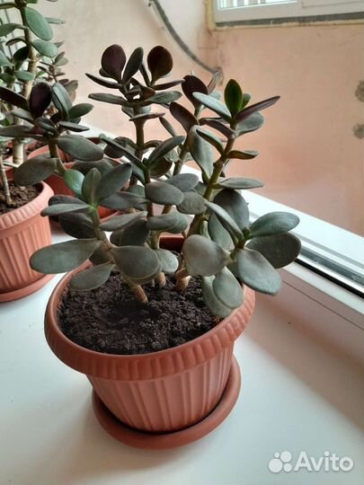 Красула (толстянка, денежное дерево)