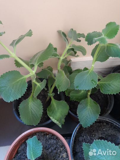 Плектрантус (комнатная мята, домашняя)