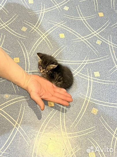 Отдам котенка в добрые руки
