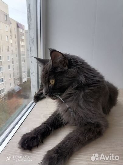 Котята мейн-кун, девочка