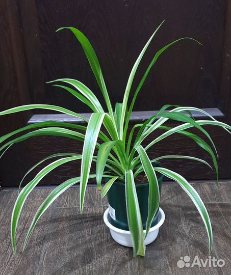 Хлорофитум