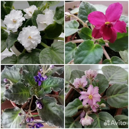 Цветы комнатные,Панданус,фиалки,и др